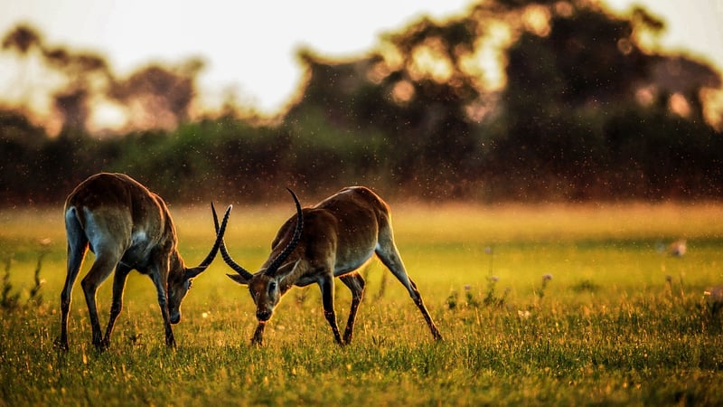 Wildlife Safari