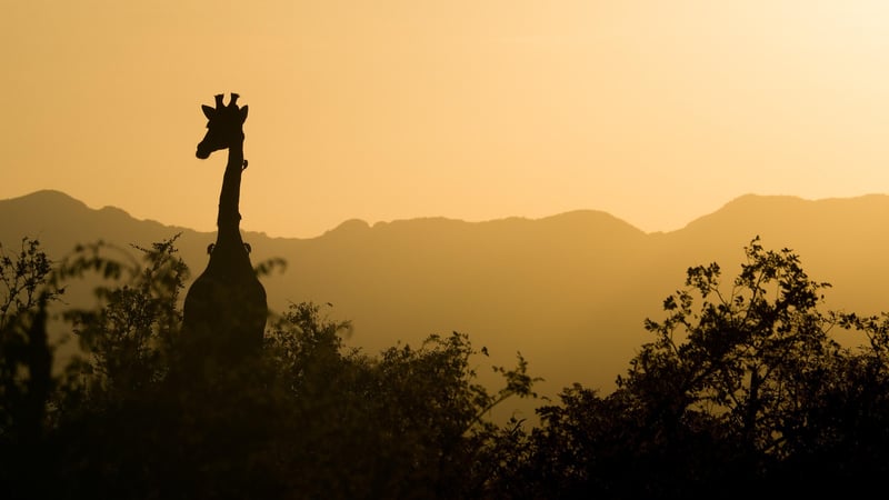 African safari landscape