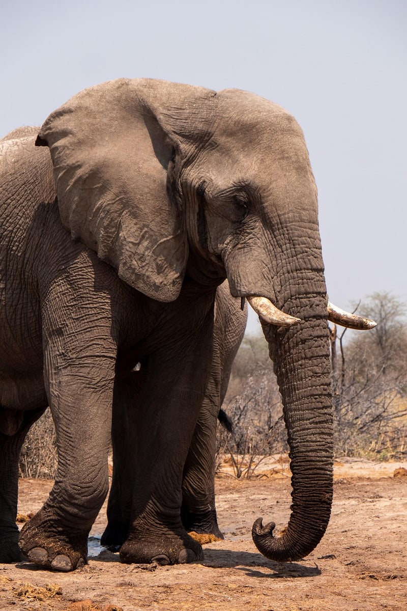 Elephant in the wild